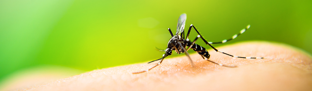 Photo représentative proteger moustiques